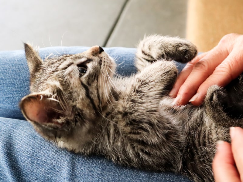 Can cats have asthma?